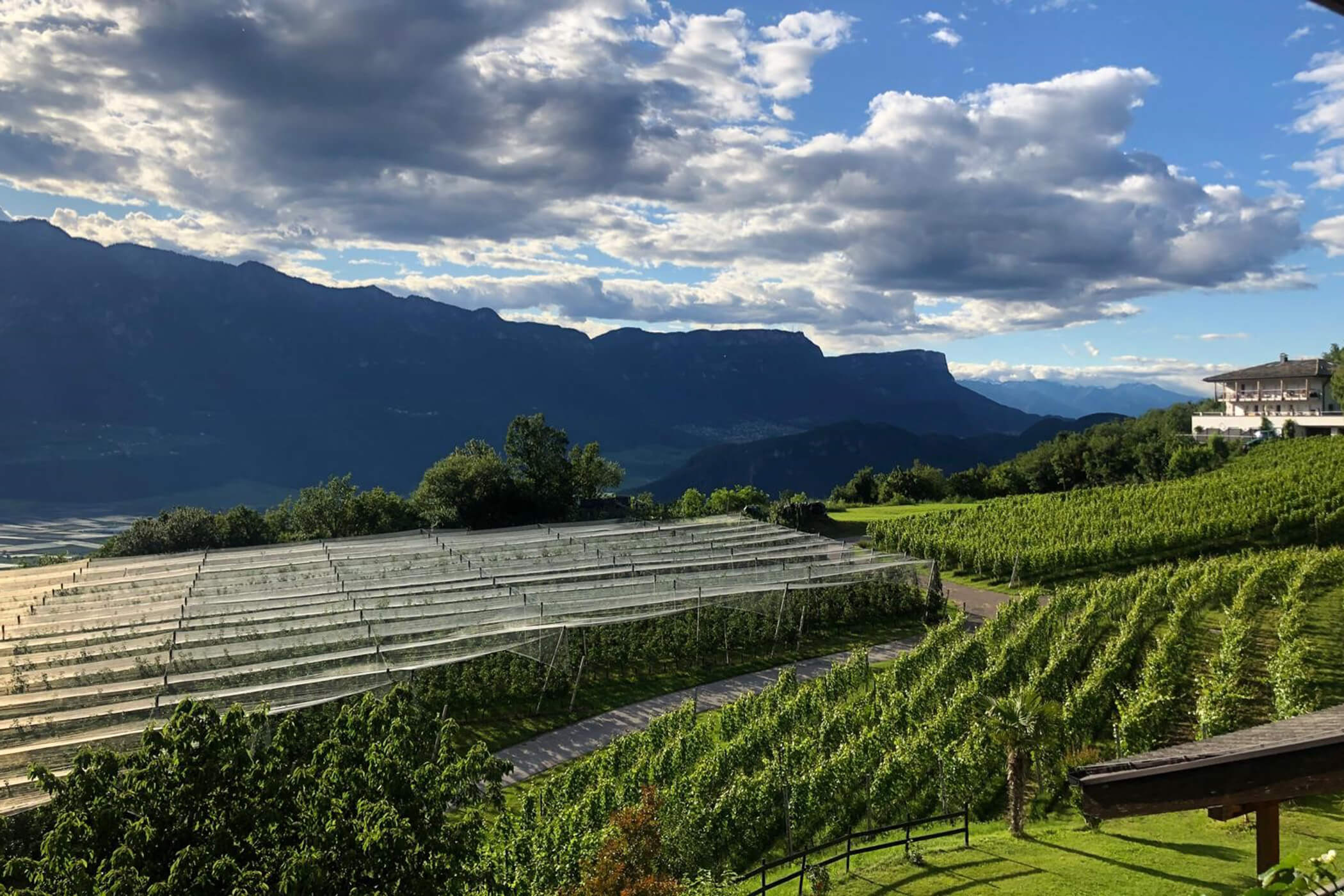 Rows of vineyards on rolling hills with mountains and a partly cloudy sky in the background. - Hotel Tenz