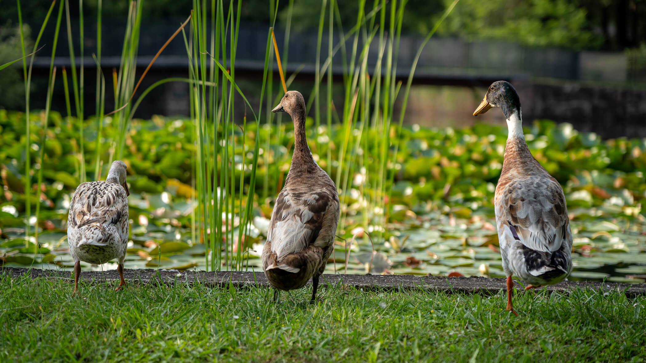 Three ducks standing on grass near a pond with lily pads and tall green reeds in the background. - Hotel Tenz