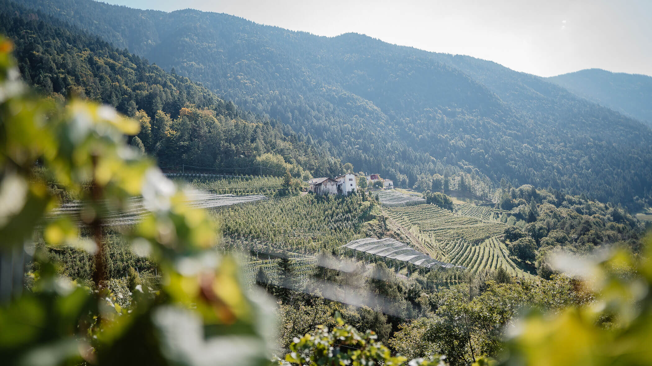 A farmhouse surrounded by vineyards on a lush, green hillside with mountains in the background. - Hotel Tenz