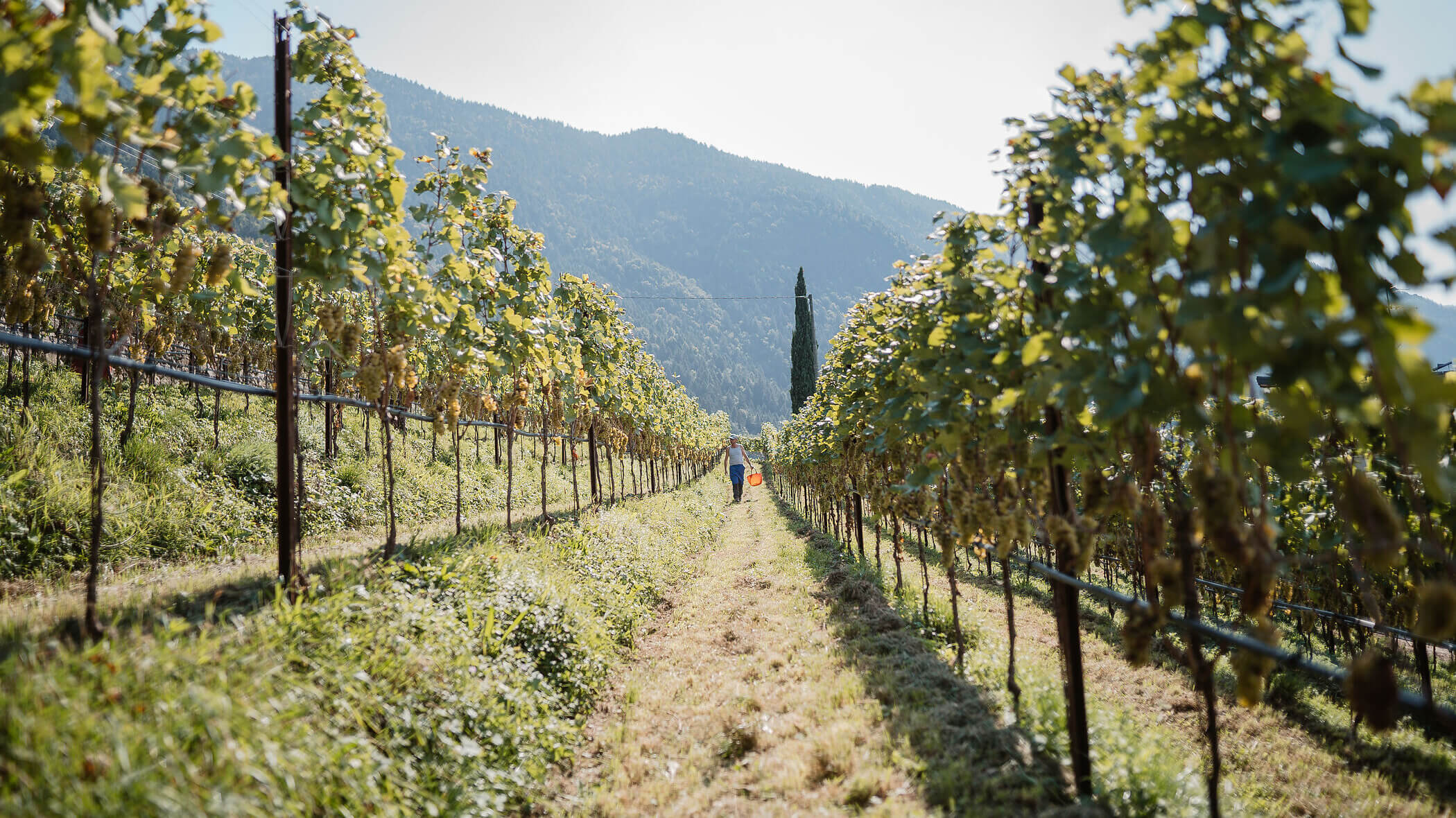 A person walks between rows of grapevines in a sunny vineyard with mountains in the background. - Hotel Tenz