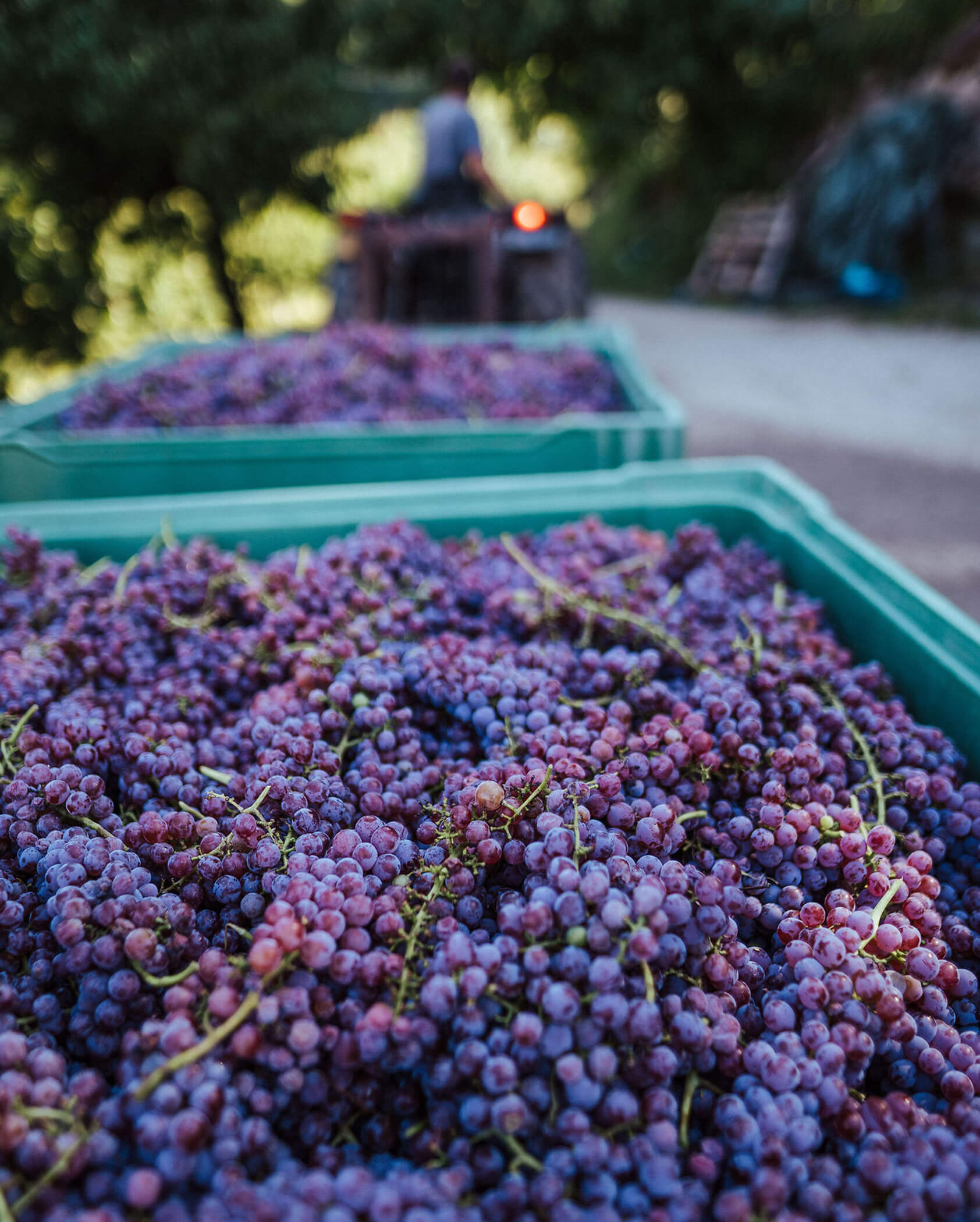 Close-up of harvested purple grapes in green crates with a blurred person in the background outdoors. - Hotel Tenz
